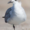 Laughing Gull
